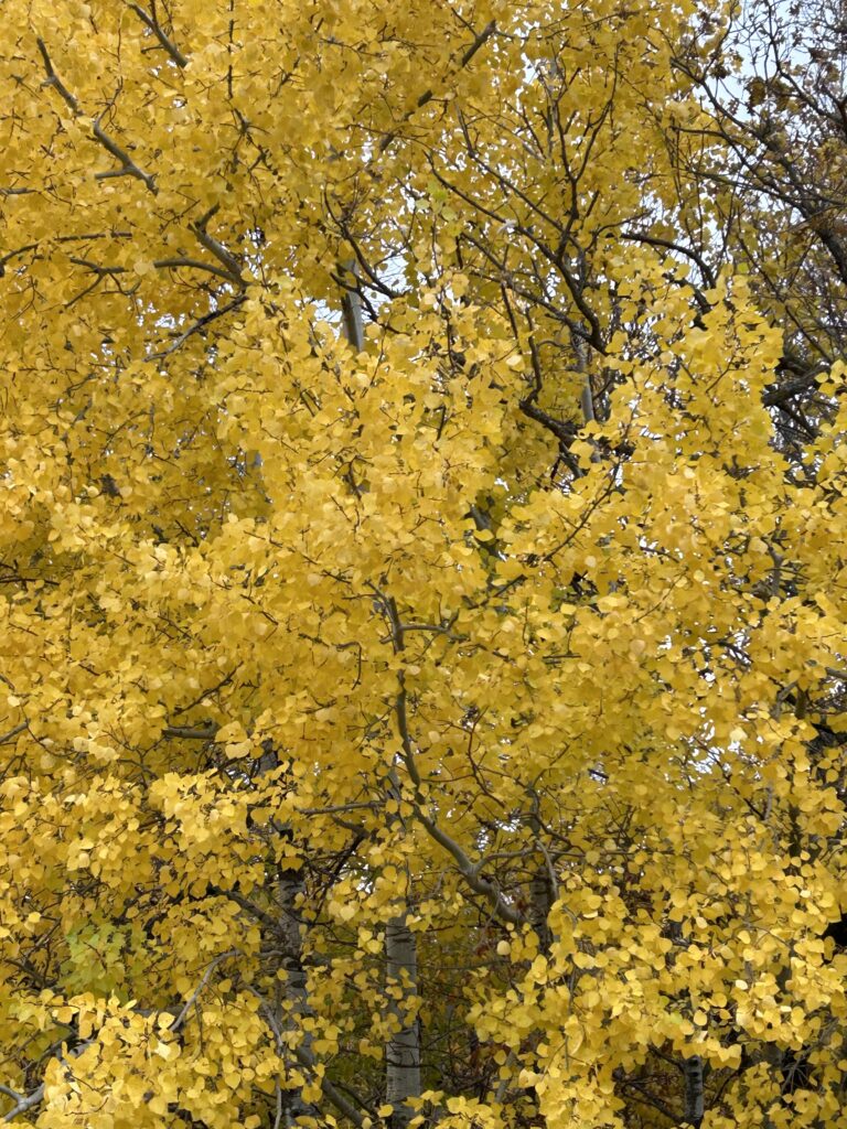 yellow leaves of autumn